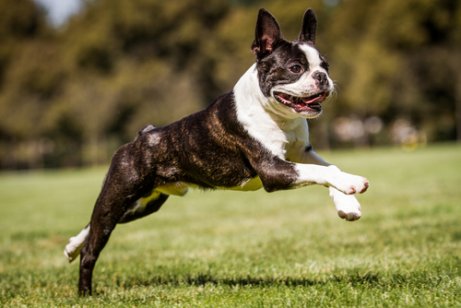 parkta koşan boston terrier