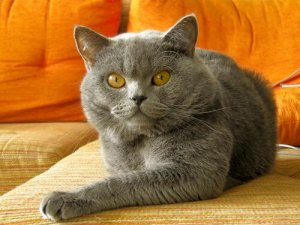 Kedinizin Kötü Davranışını Düzeltmek