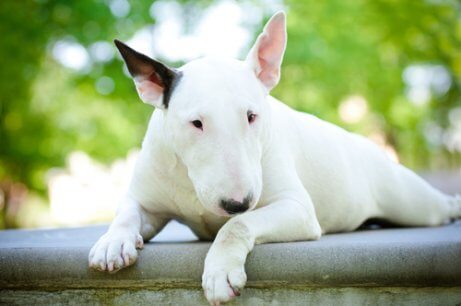 beyaz bull terrier