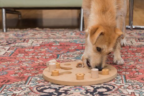 bulmaca çözen köpek