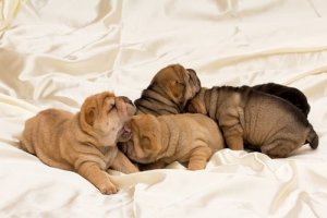Buruşuk Yüzlü Köpekler ve Farklı Cinsleri