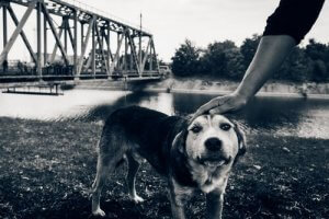 Çernobil'in Son Köpekleri