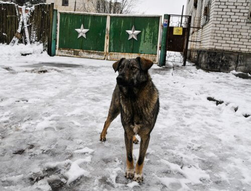 çernobil köpekleri