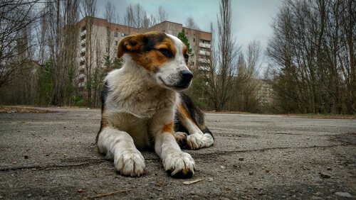 çernobil köpekleri