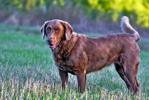 çimlerde duran kahverengi köpek