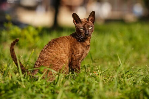 cornish rex cinsi kedi