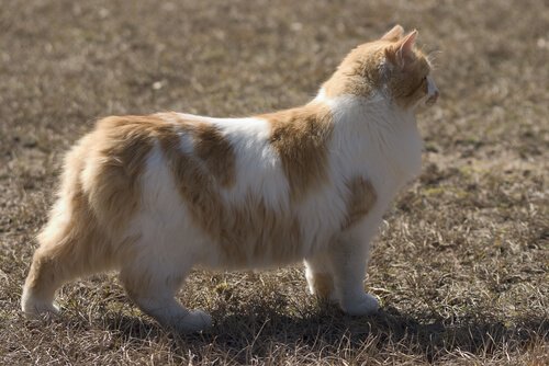 cymric kedisi ve özellikleri