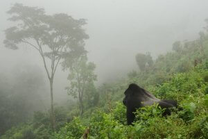 Dağ Gorili Nüfusu Artıyor
