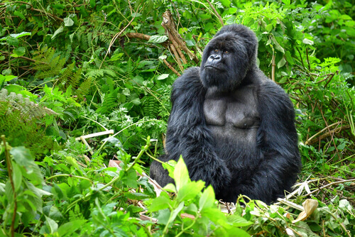 Eşsiz Bir Primat: Dağ Gorilleri