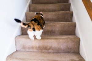 Kedim Niçin Evde Deli Gibi Koşturup Duruyor?