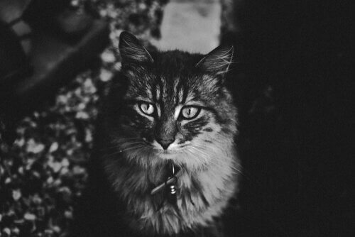 deli gibi koşturup duran kedi