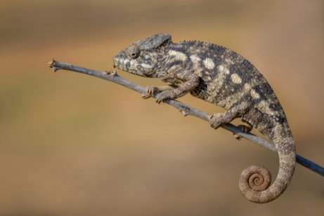 bukelamun