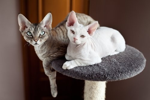 devon rex cinsi kediler