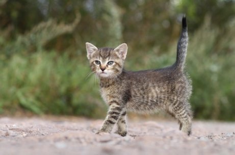 kuyruğu havada olan yavru kedi