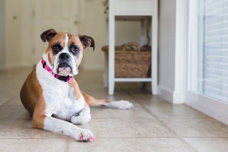 dişi köpek çiftleşme dönemi