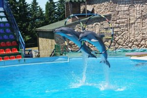 Dolphinarium : Özgür Bir Alan Mı, Hapishane Mi?