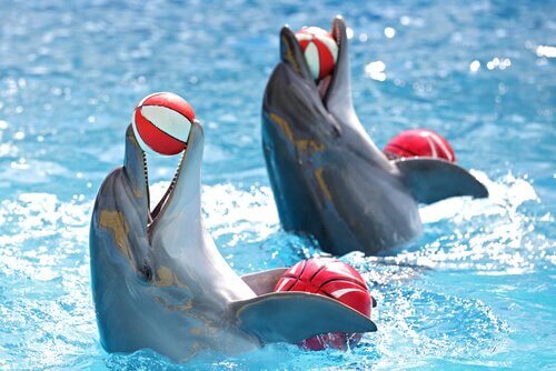 dolphinarium yunus gösterme merkezi