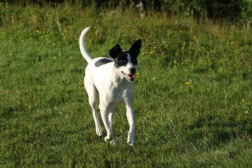 dünyadaki en hızlı köpekler