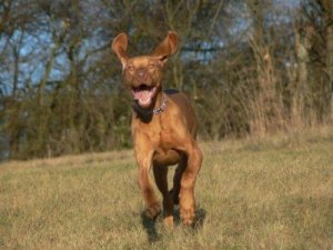 Dünyadaki En Hızlı Köpekler Hangileridir?