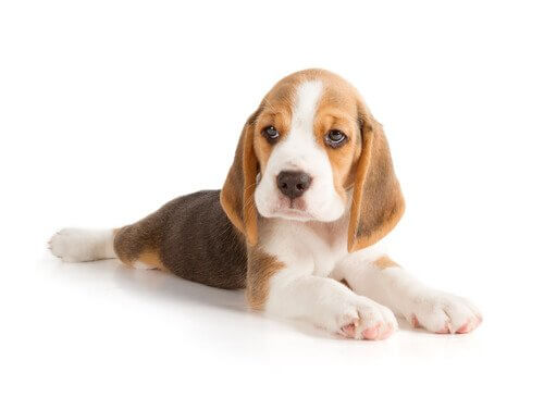 erkek köpekler için sevimli isimler