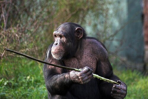 Mızrakla Avlanan Fongoli Şempanzeleri