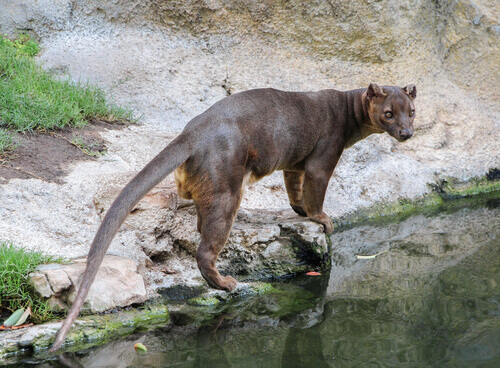 fossa