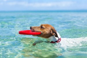 Köpeğinizle Birlikte Sıcak Havaların Tadını Çıkarmak