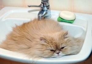Garip Kedi Davranışları
