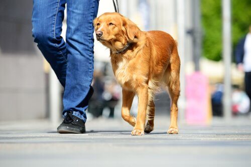 golden köpeğini gezdiren sahip