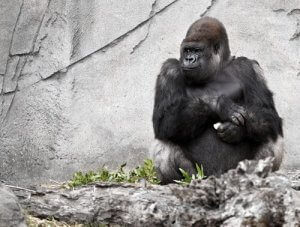 Konuşan Goril Koko Hayatını Kaybetti