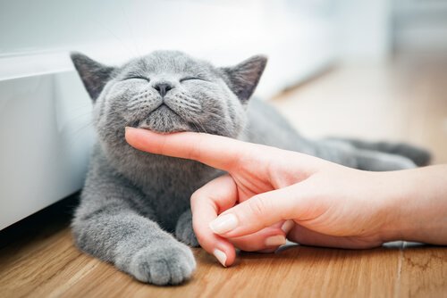 Kediler İle Dost Olmak: Bilimsel Açıklaması