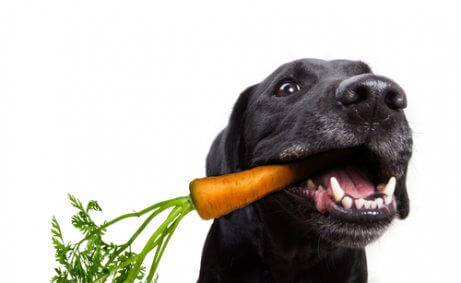 ağzında havuç tutan köpek
