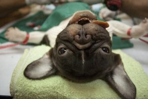 Evcil Hayvanlara Yapılan Anestezi Türleri