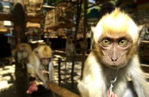 İspanya: Avrupa'ya Yasa Dışı Hayvan Kaçakçılığının Geçiş Ülkesi