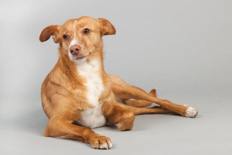 oturan köpek