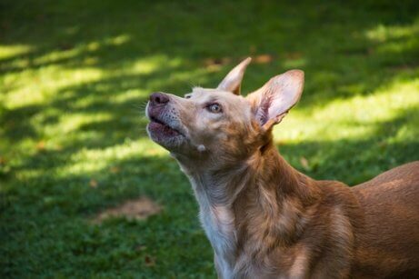 dikkatli bakan köpek