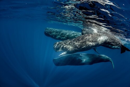 dünyadaki en büyük yırtıcı hayvan olan ispermeçet balinası