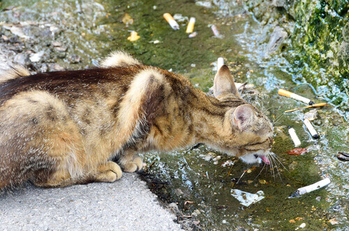izmaritli su içen kedi