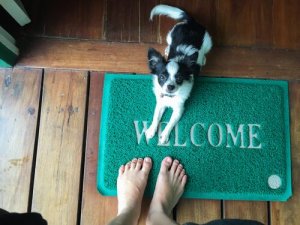 Köpeğinizin İnsanların Üzerine Atlama Alışkanlığına Bugün Son Verin!