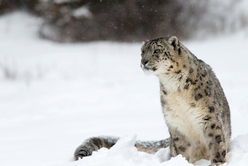 Çin coğrafyasındaki kar leoparı