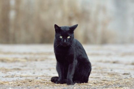 kötü bakış atan kara kedi