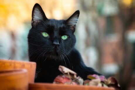 yeşil gözlü kara kedi