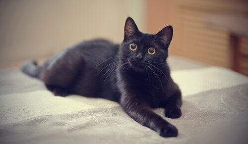 Kara Kediler: İlginç Efsaneler
