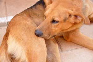 Köpekler için Claritine: Bilmeniz Gereken Her Şey