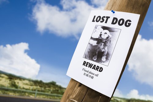 kayıp köpek ilanı
