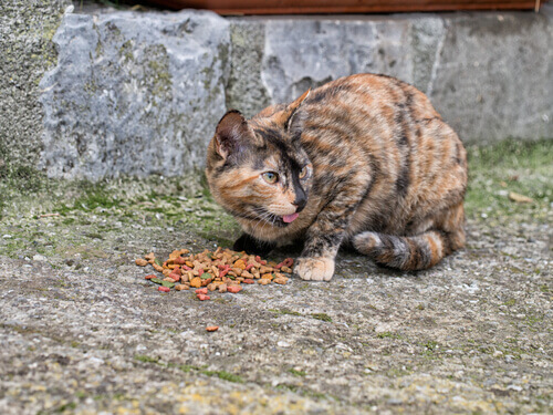 kedi kolonileri beslenmesi