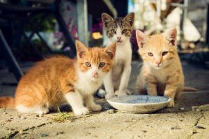 Kedi Kolonileriyle İlgilenmek