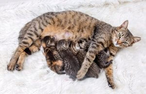 Kediler İçin Doğum Kontrol ve Önemi