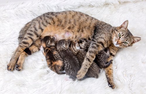 Kediler İçin Doğum Kontrol ve Önemi