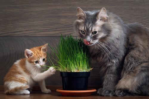kedi çimi yiyen kediler